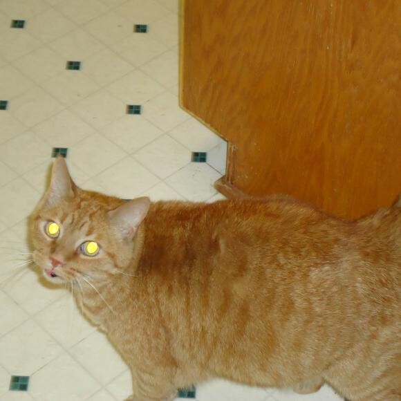 Morris