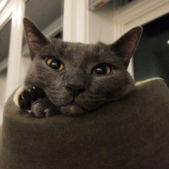 Miss Lemon