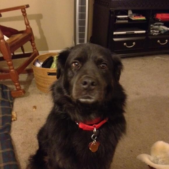 Yogi
