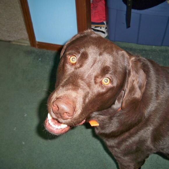 Clyde