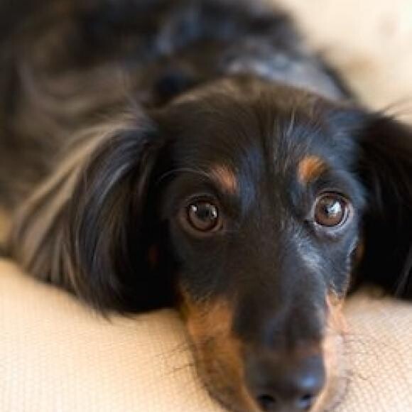 Tucker