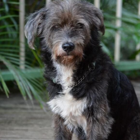 Shaggy