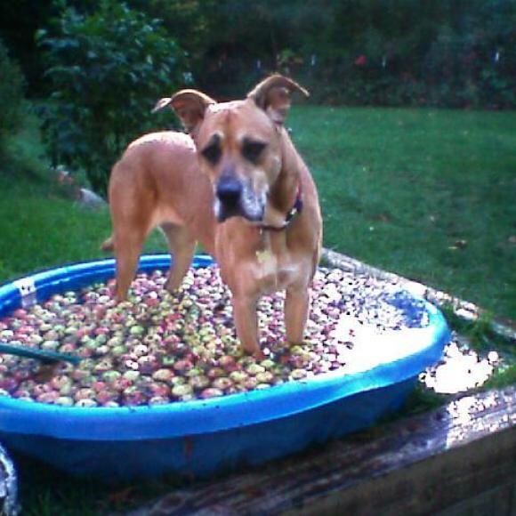 Chauncey