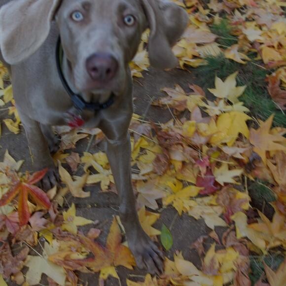 Lola