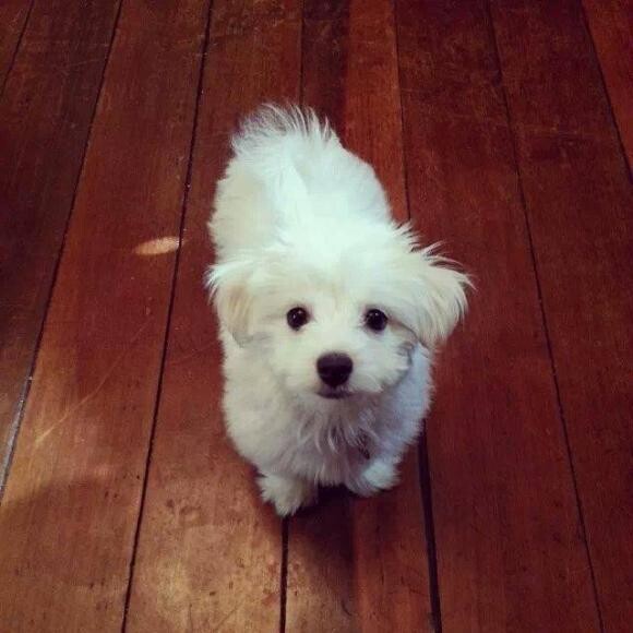 Max