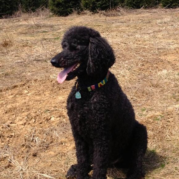 Odie