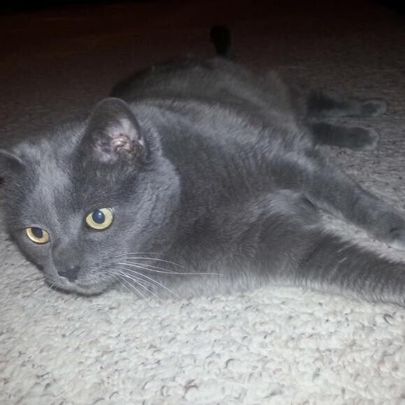 Pooky