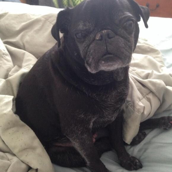 Mugsy