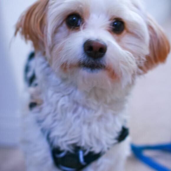 Charley