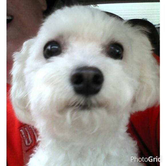 Bijou
