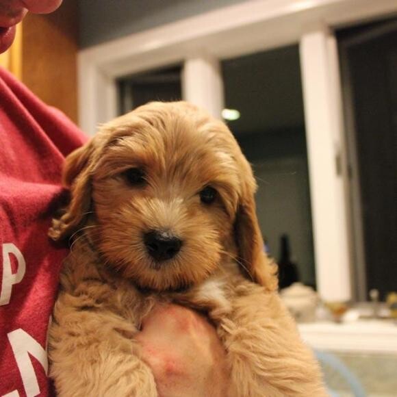 Zoey