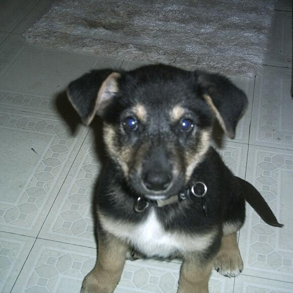 Dexter