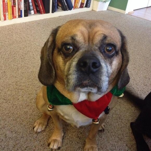 Puggle