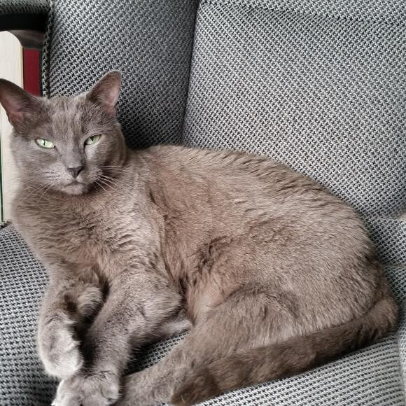 Gracie