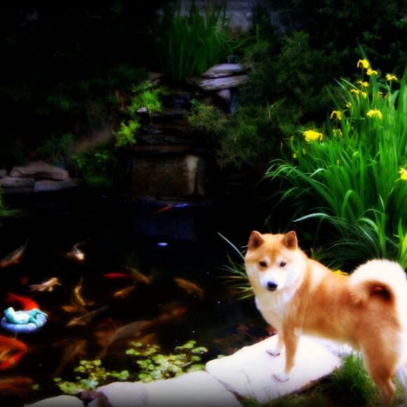 Kodi