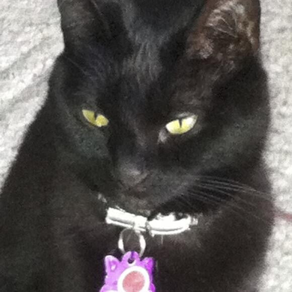 Ms Kitty