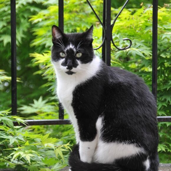 Oreo