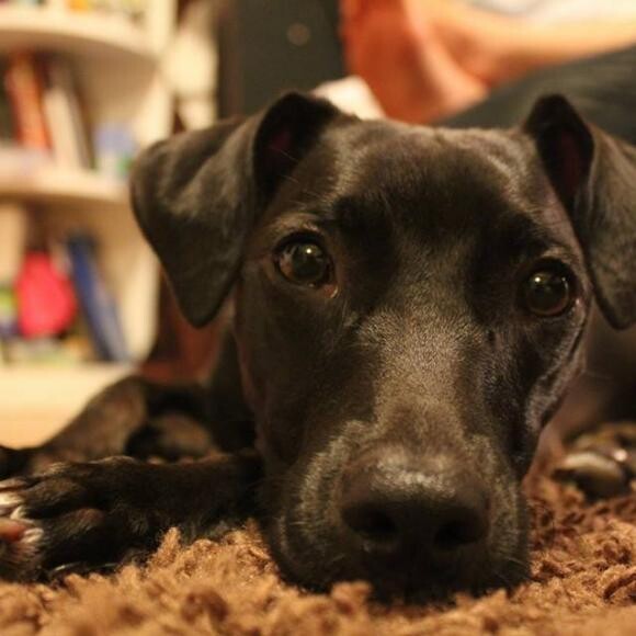 Lucy