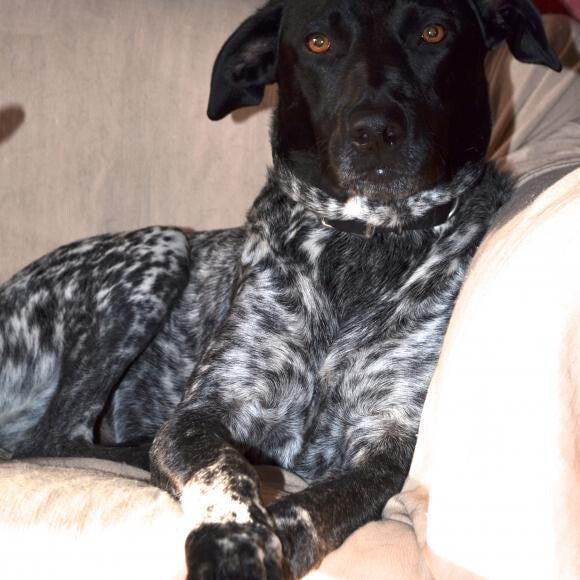 Bodhi