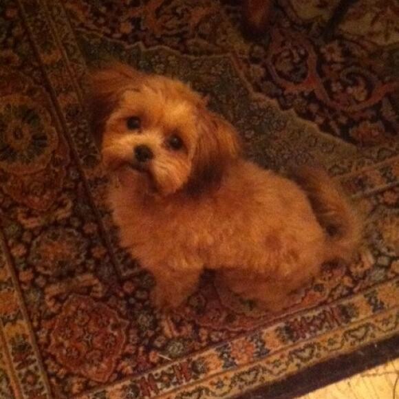 Penny