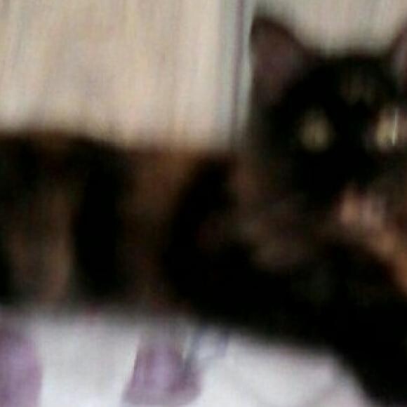 Meows