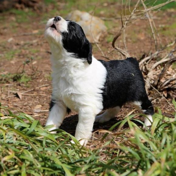 Finn
