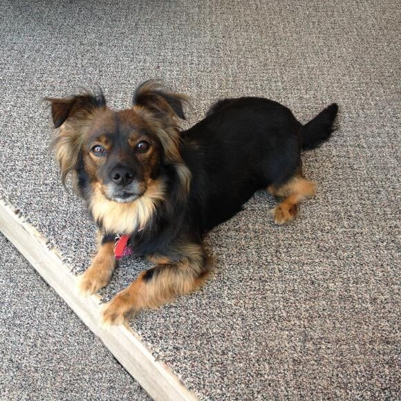 Buddy