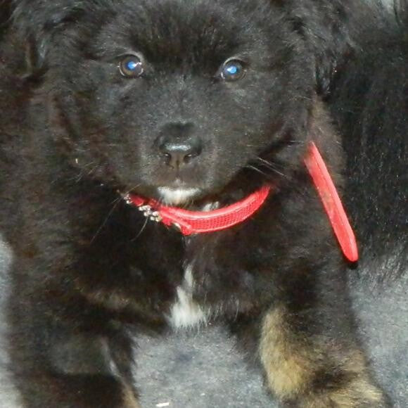 Tazz