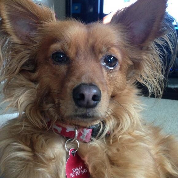 Harley