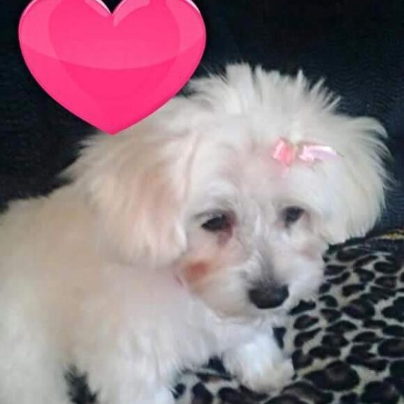 Princess