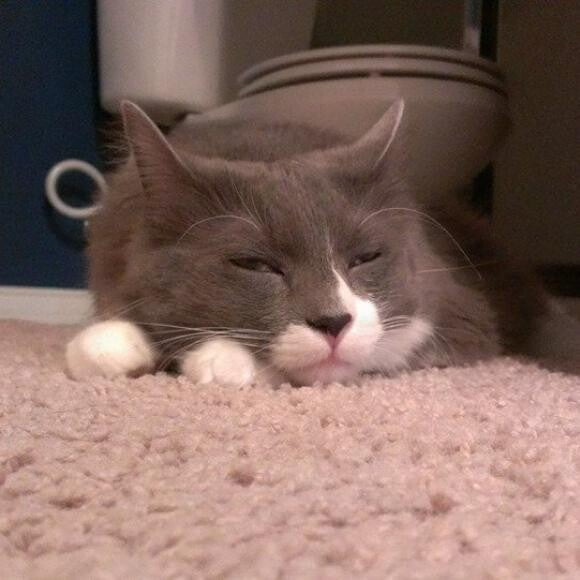 Sox