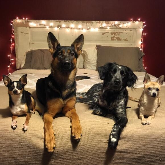 Ollie, stella, Ezza, and tito