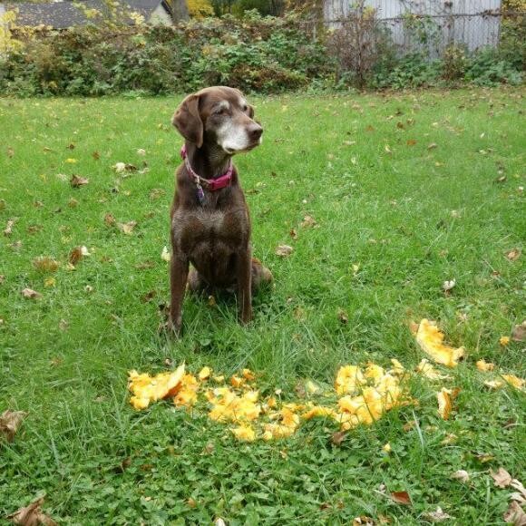 Jessie
