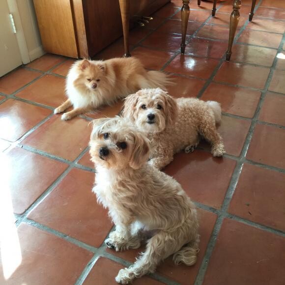 Toby and Teddy and Sheba