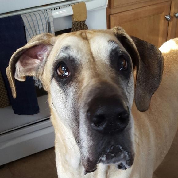 SADIE