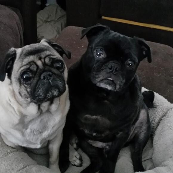 Clovis and Ebu