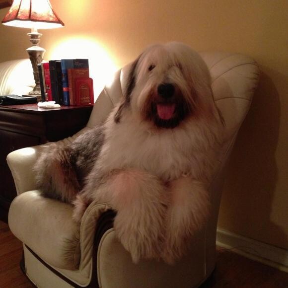 Sir Reginald's Rufus Braveheart (Rufus)