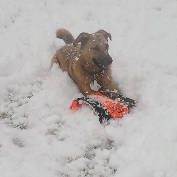 Dixie