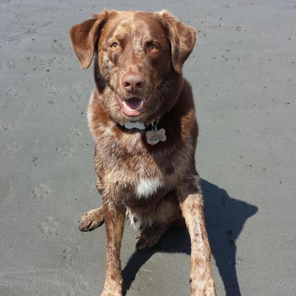 Ozzie