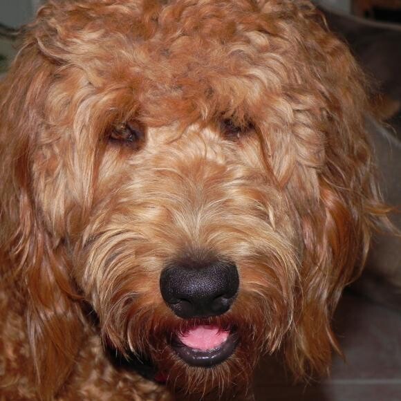 Zoe Muppet