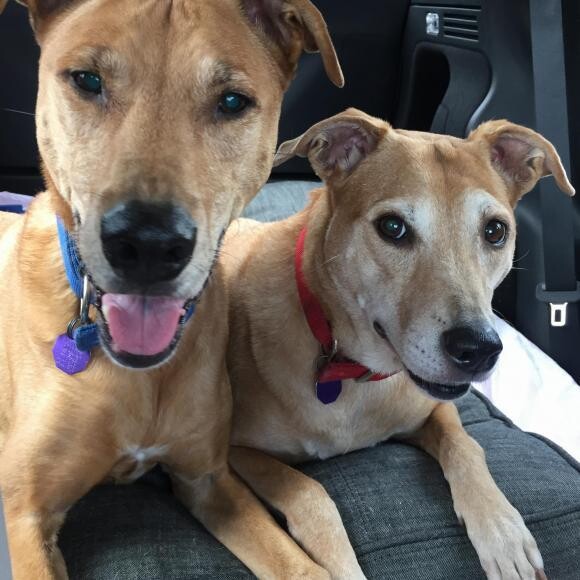 Echo & Lima