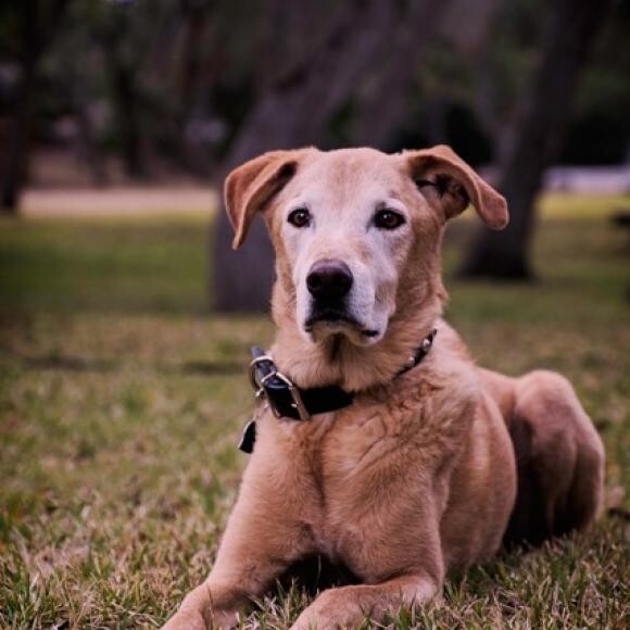 Simba
