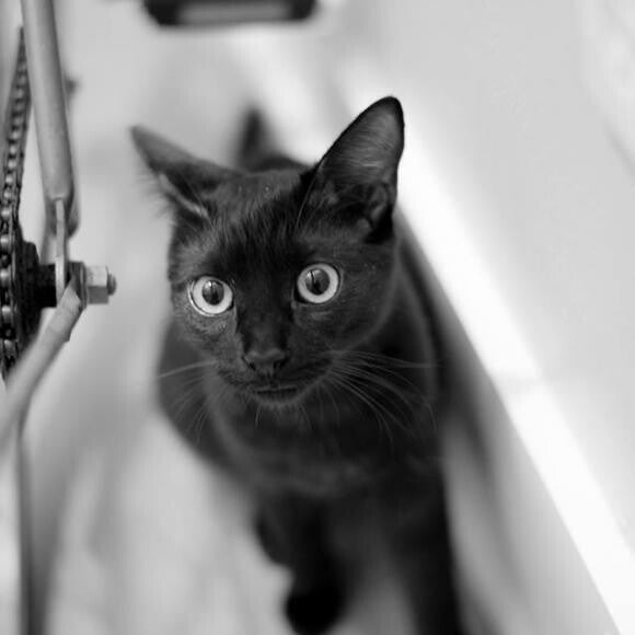 Houdini