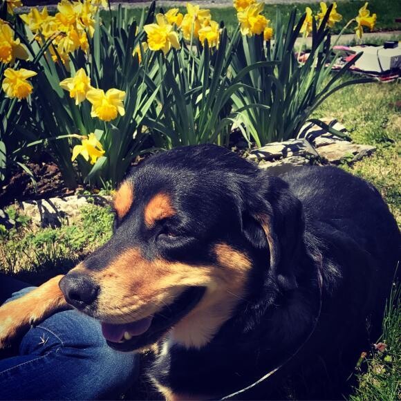 Koda