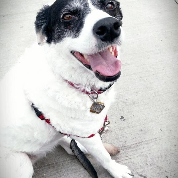Gracie