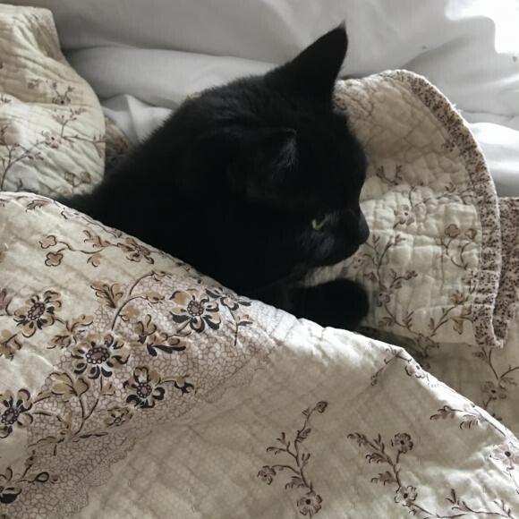 Bea