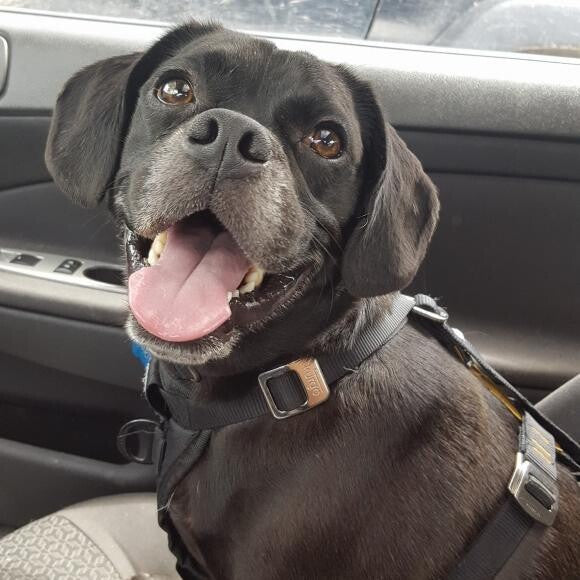 Porthos