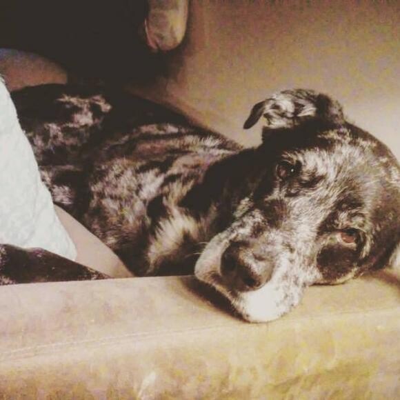 Bailey