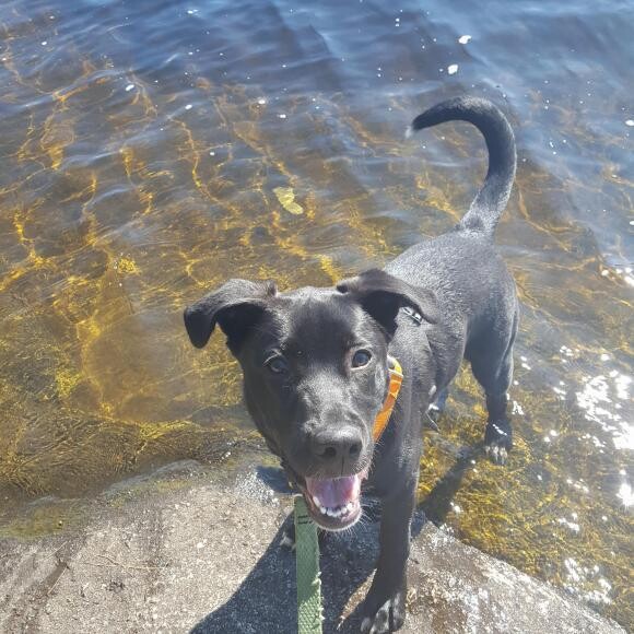 Remi