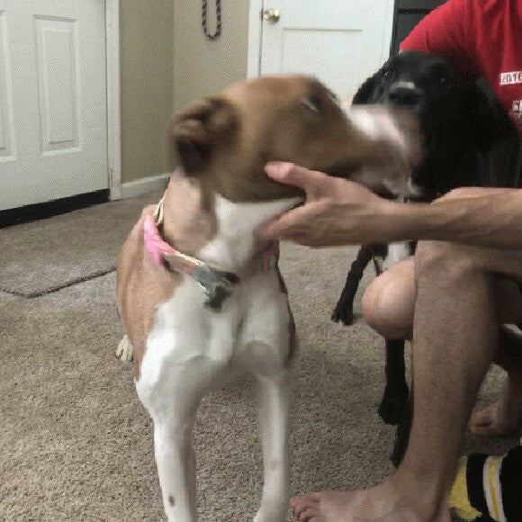 Bailey